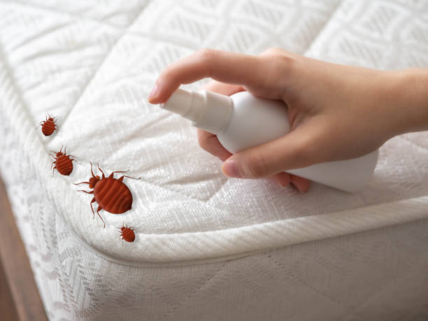 Professional Pest Control in Wewahitchka, FL